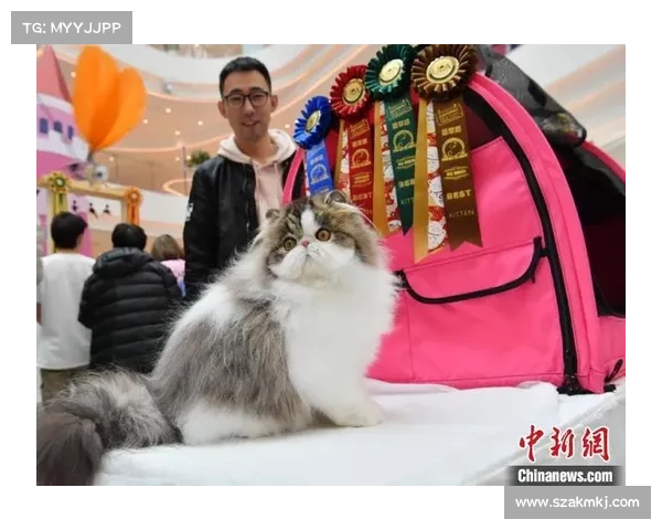 超级赛事,超级赛事喵